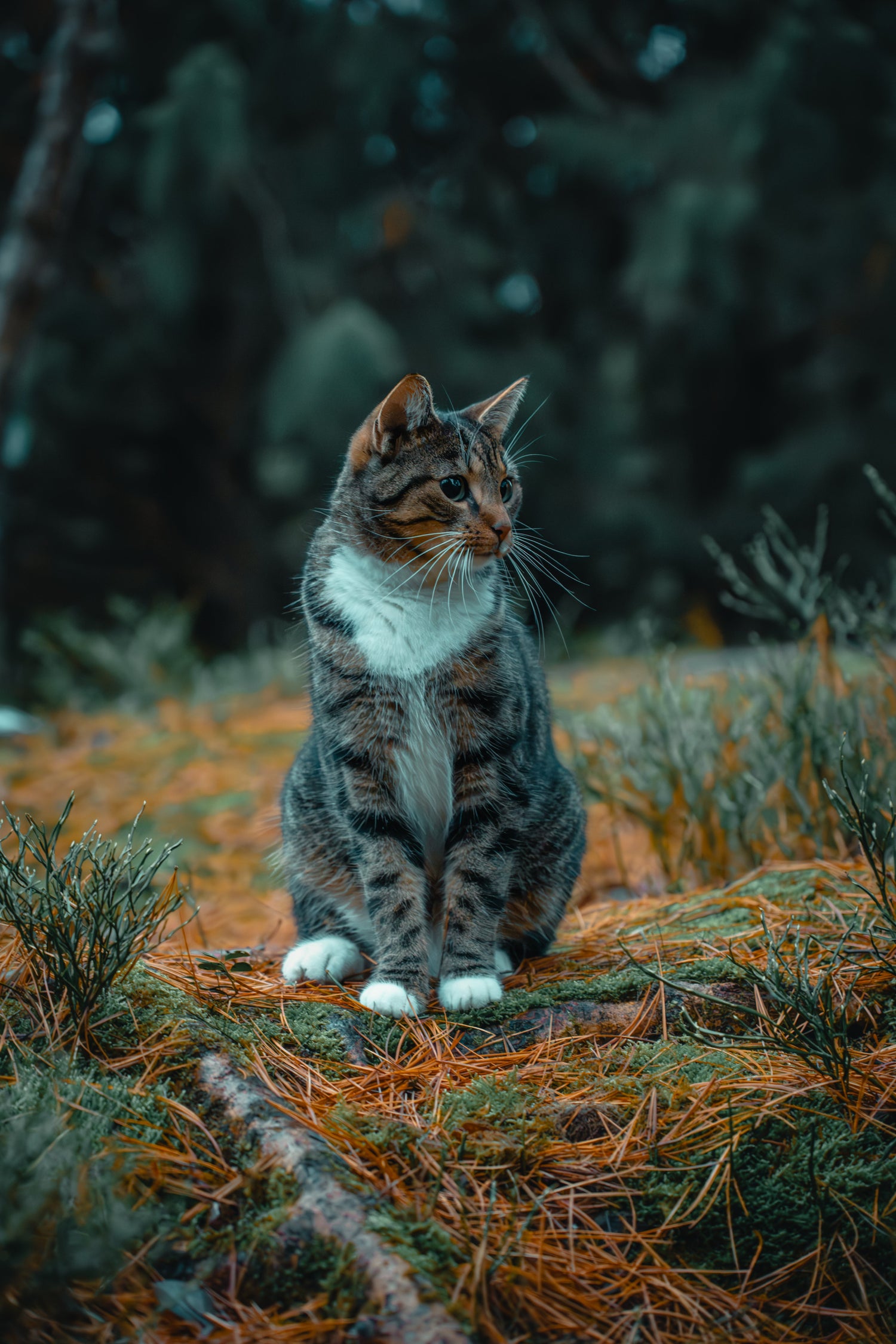 Silent Wilderness