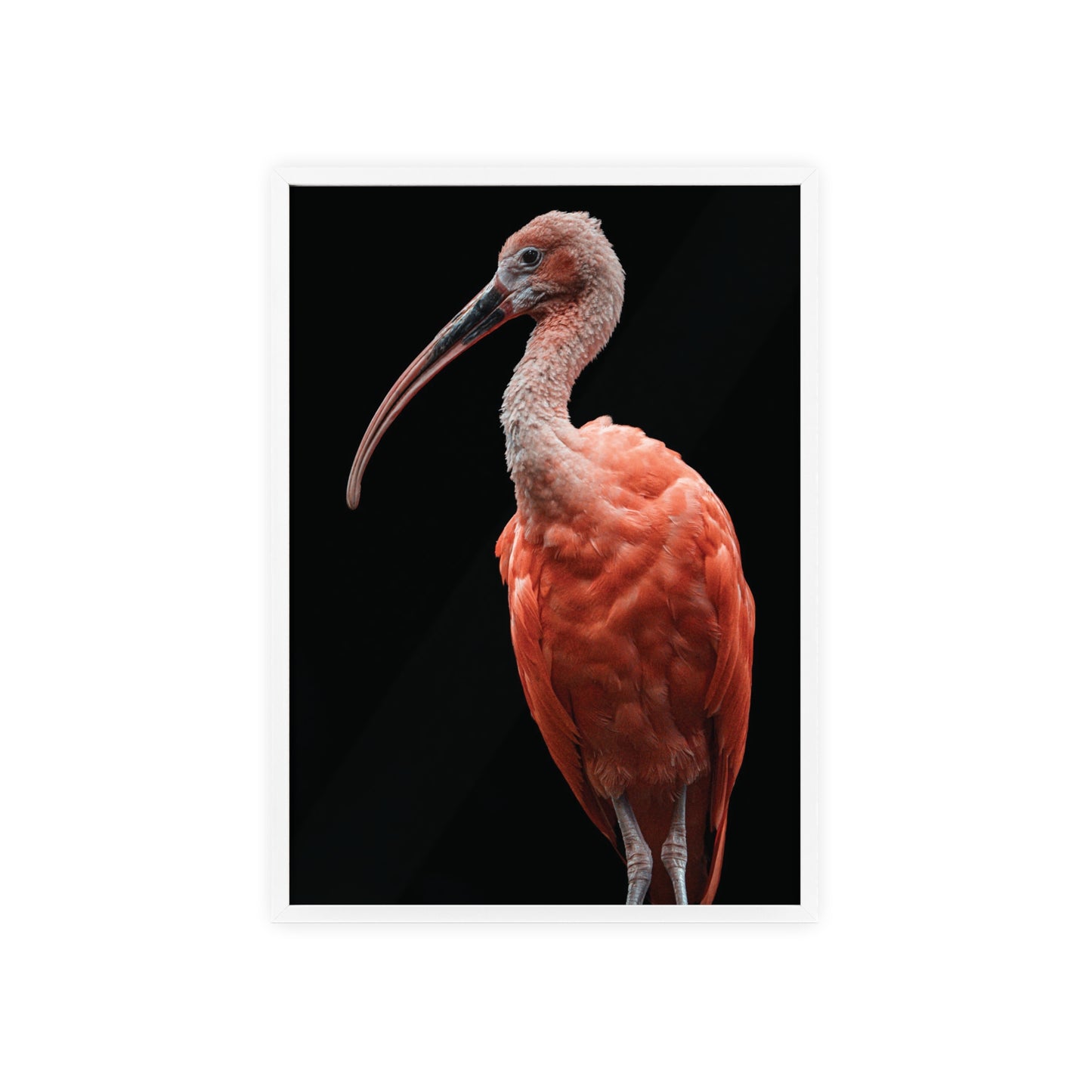 Scarlet Ibis