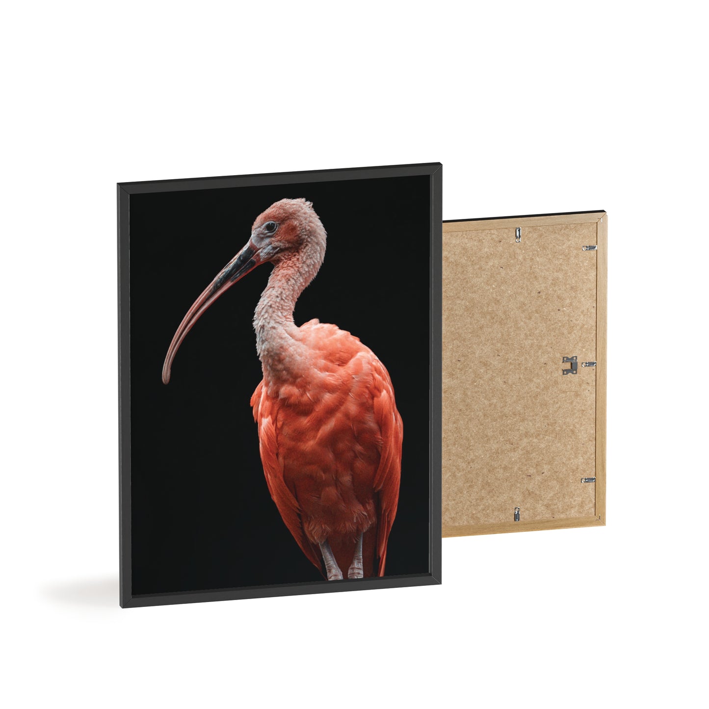 Scarlet Ibis