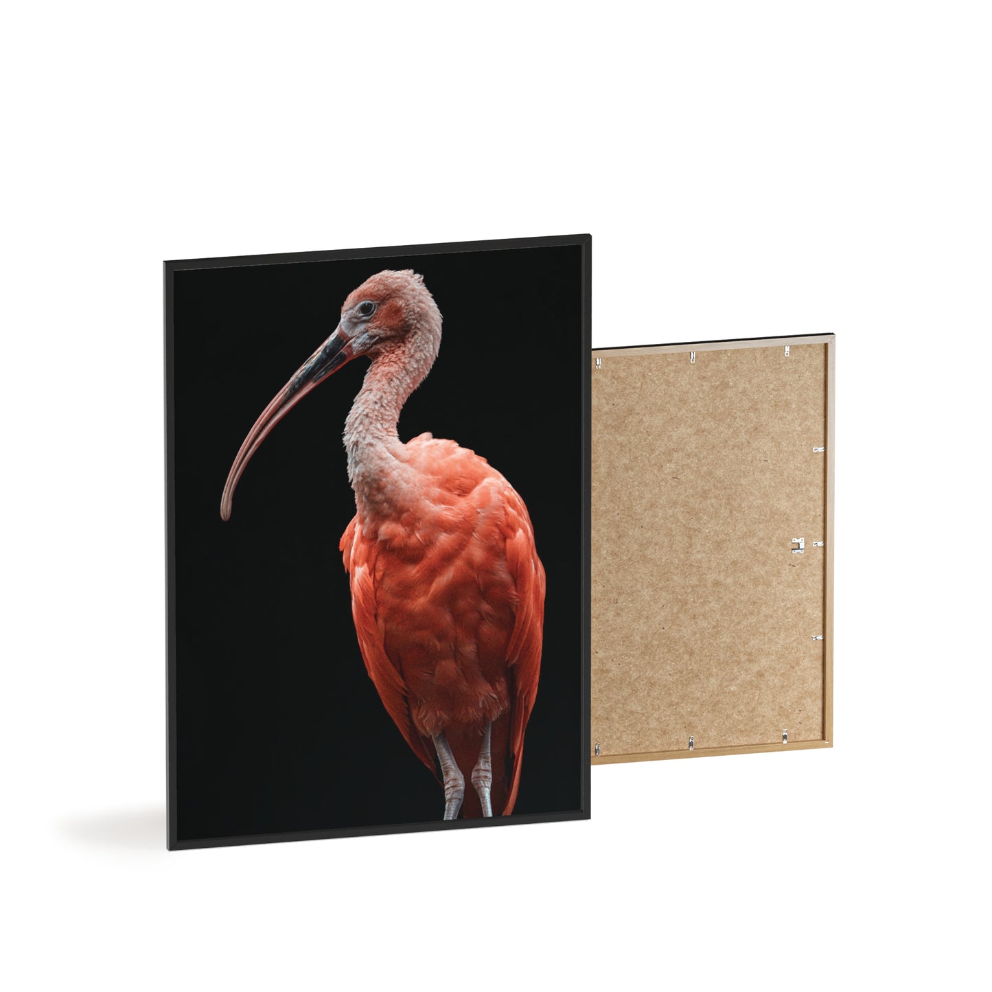 Scarlet Ibis