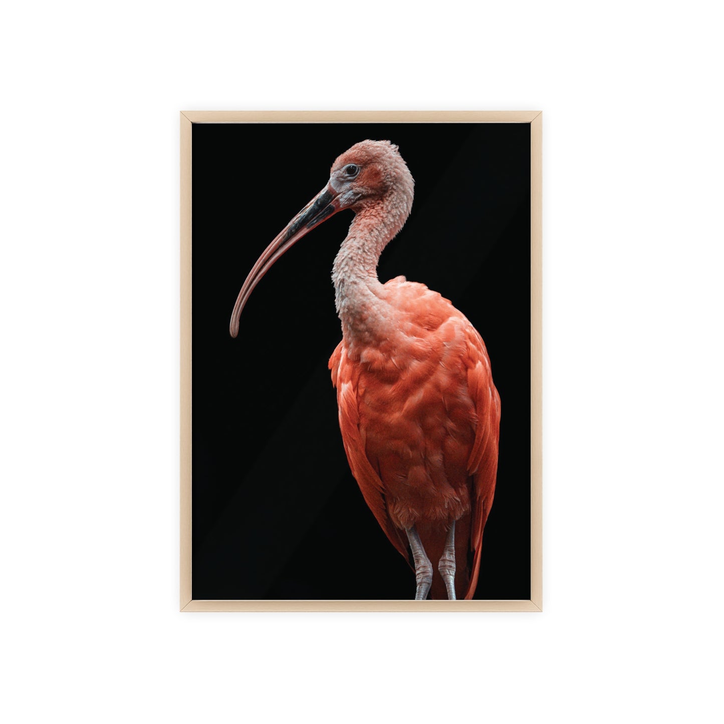Scarlet Ibis