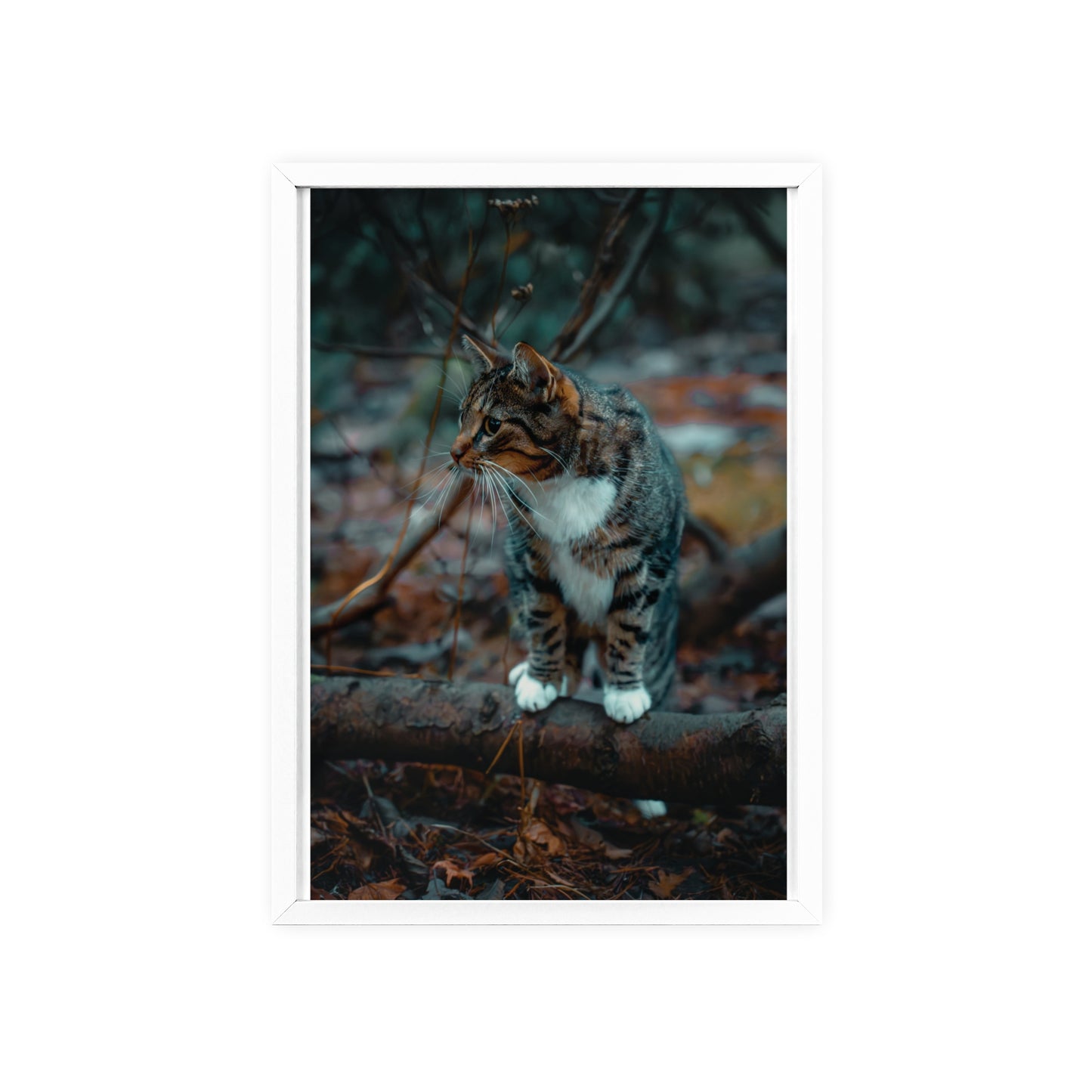 Beyond the Woods