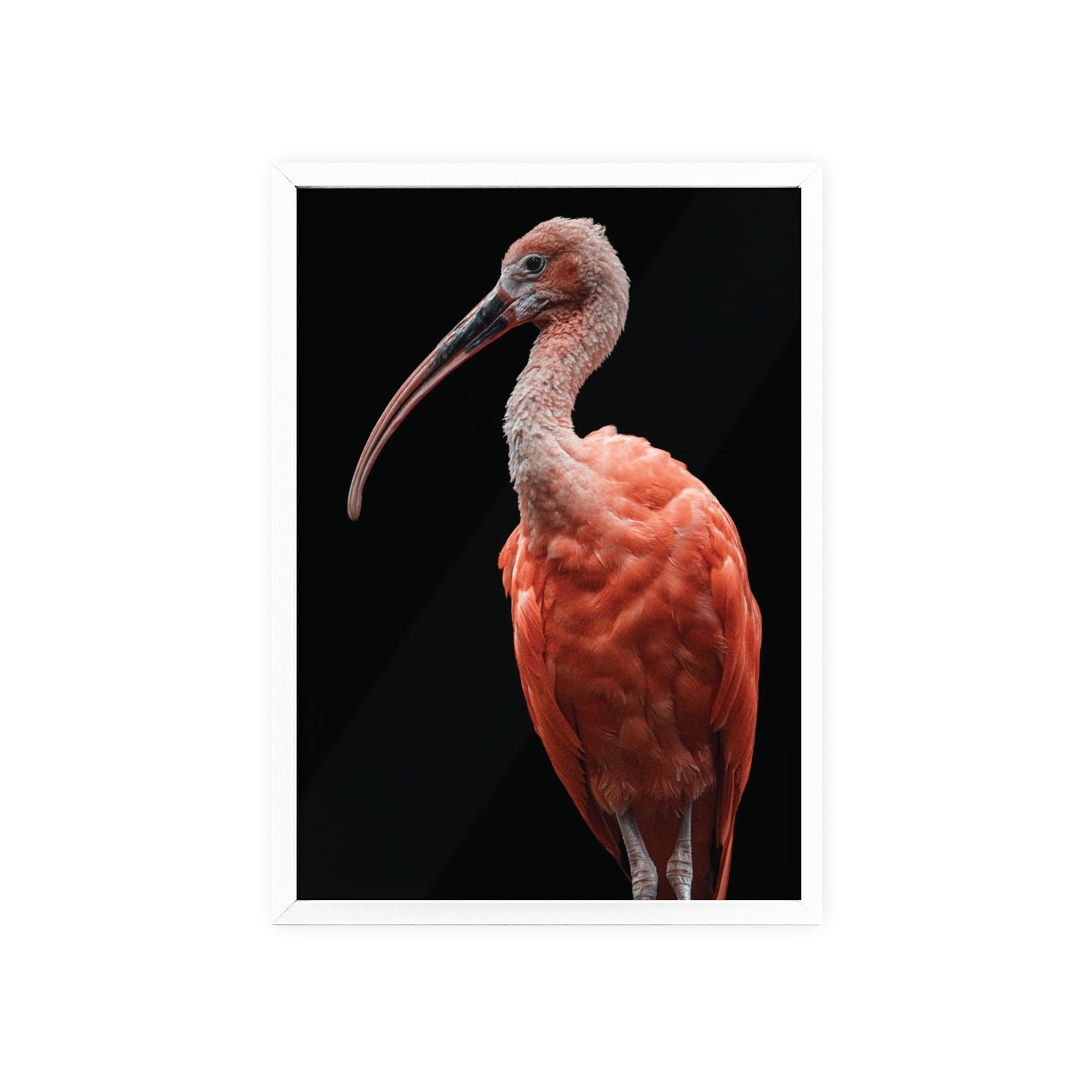 Scarlet Ibis