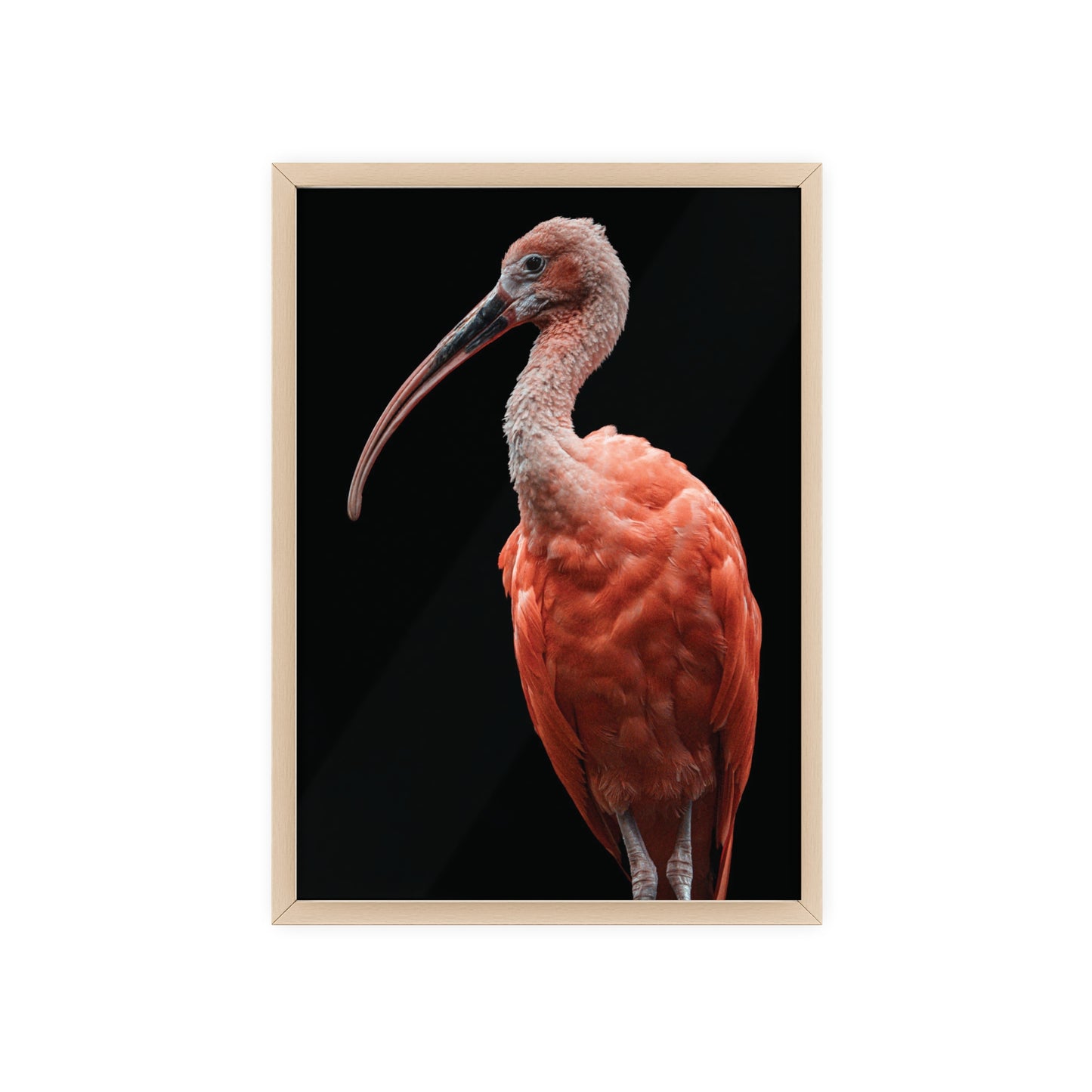 Scarlet Ibis
