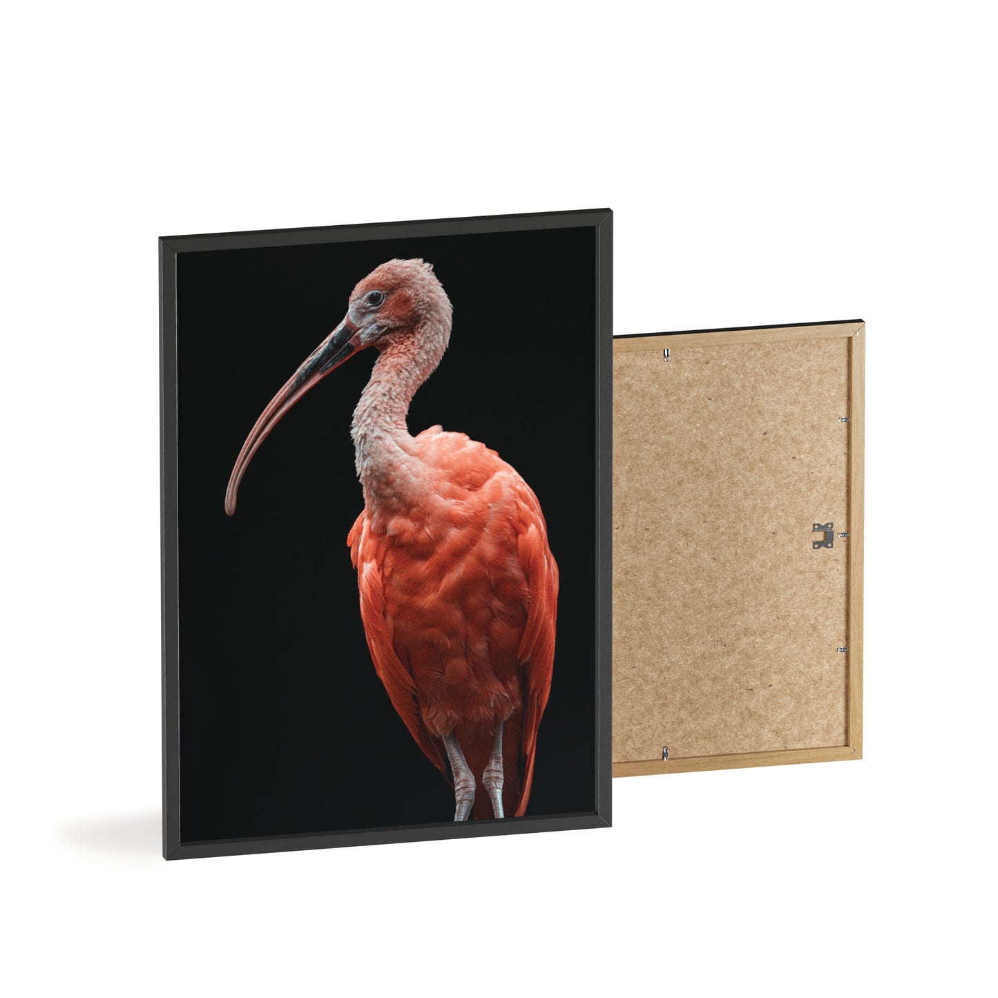Scarlet Ibis
