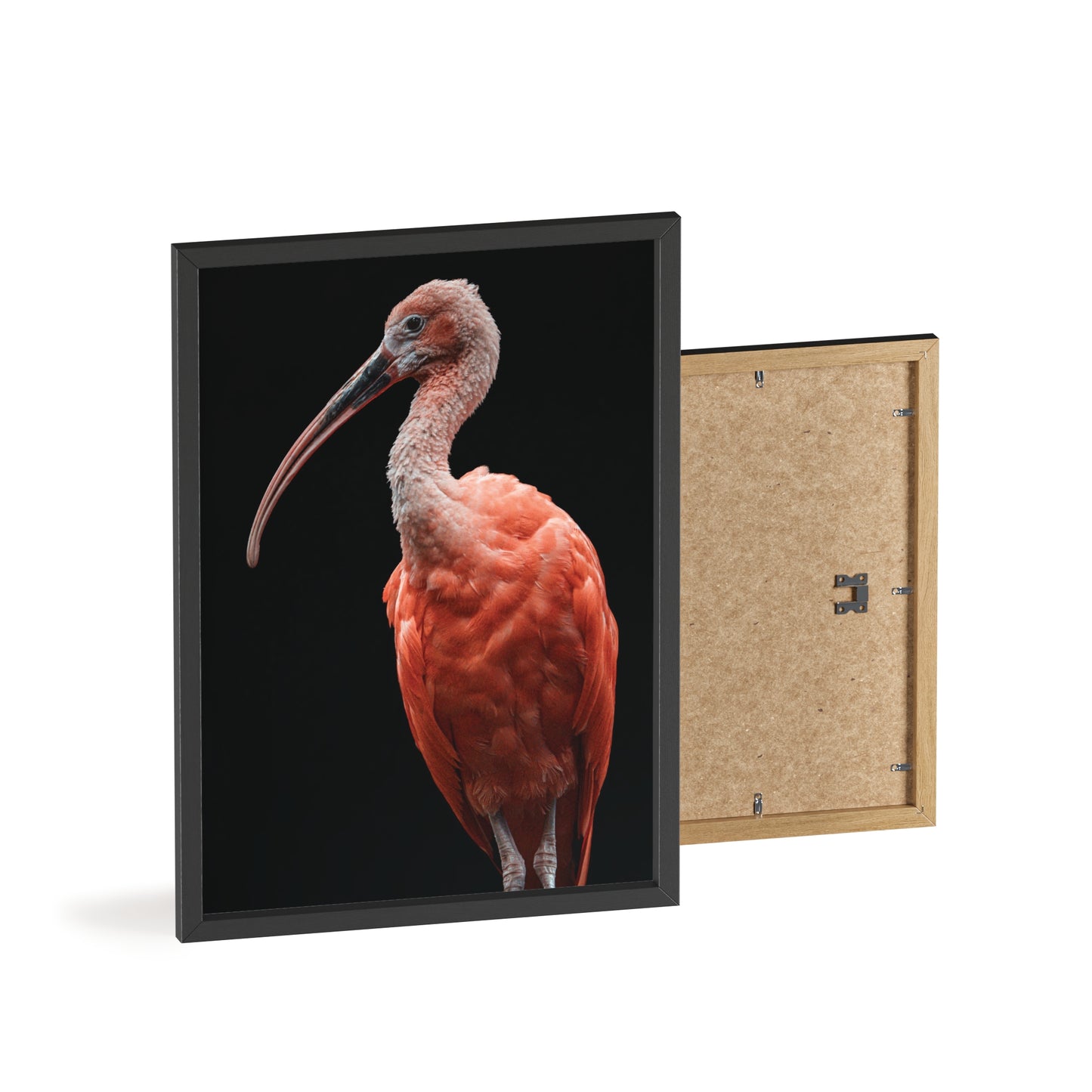 Scarlet Ibis