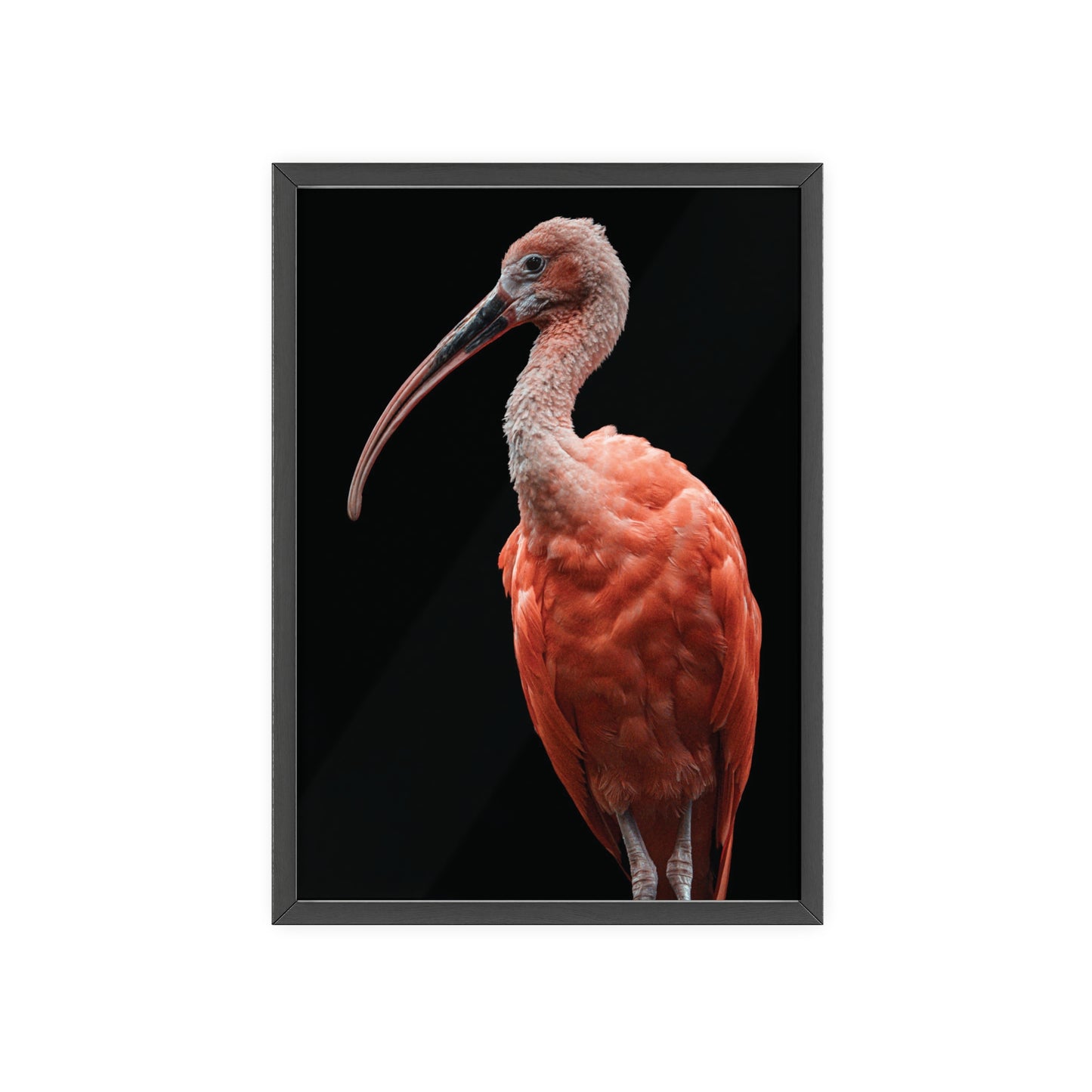 Scarlet Ibis