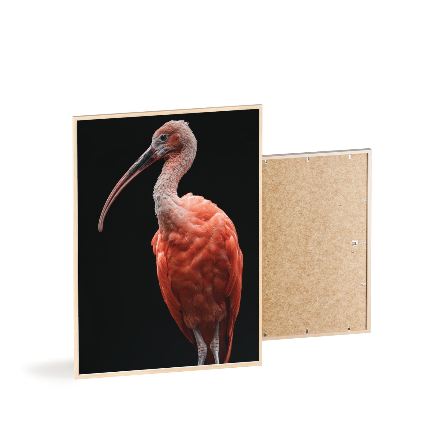 Scarlet Ibis