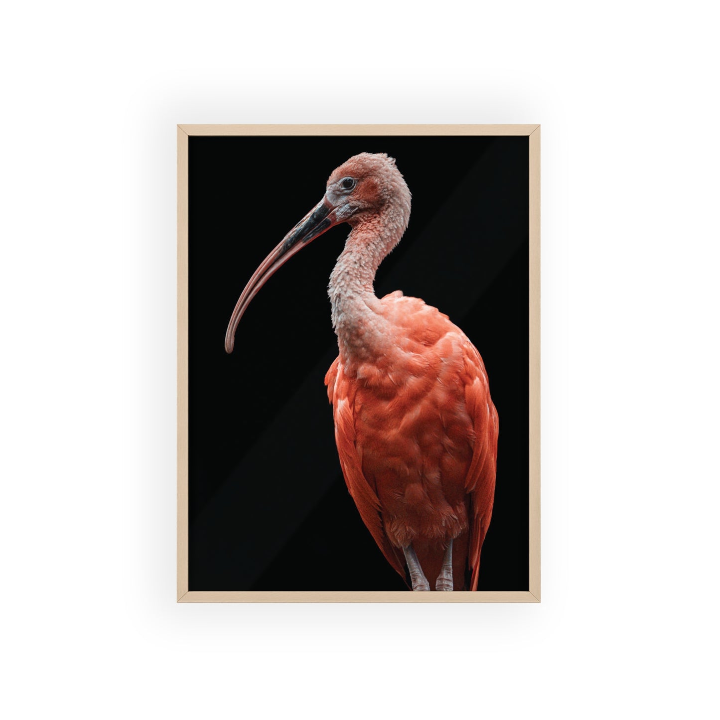 Scarlet Ibis