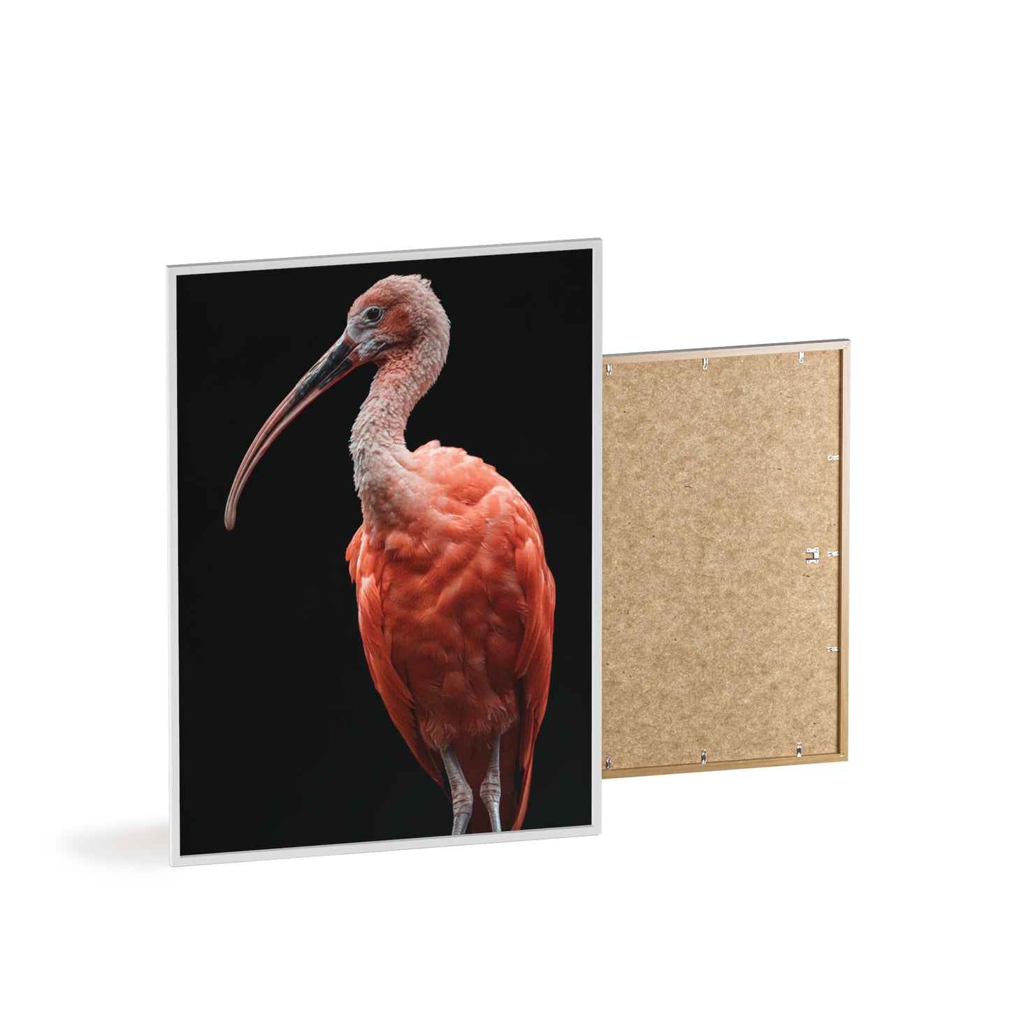 Scarlet Ibis