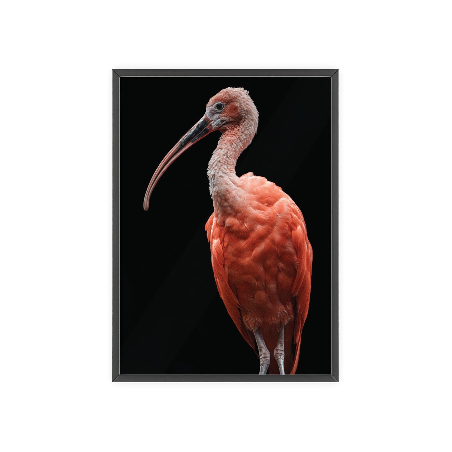 Scarlet Ibis