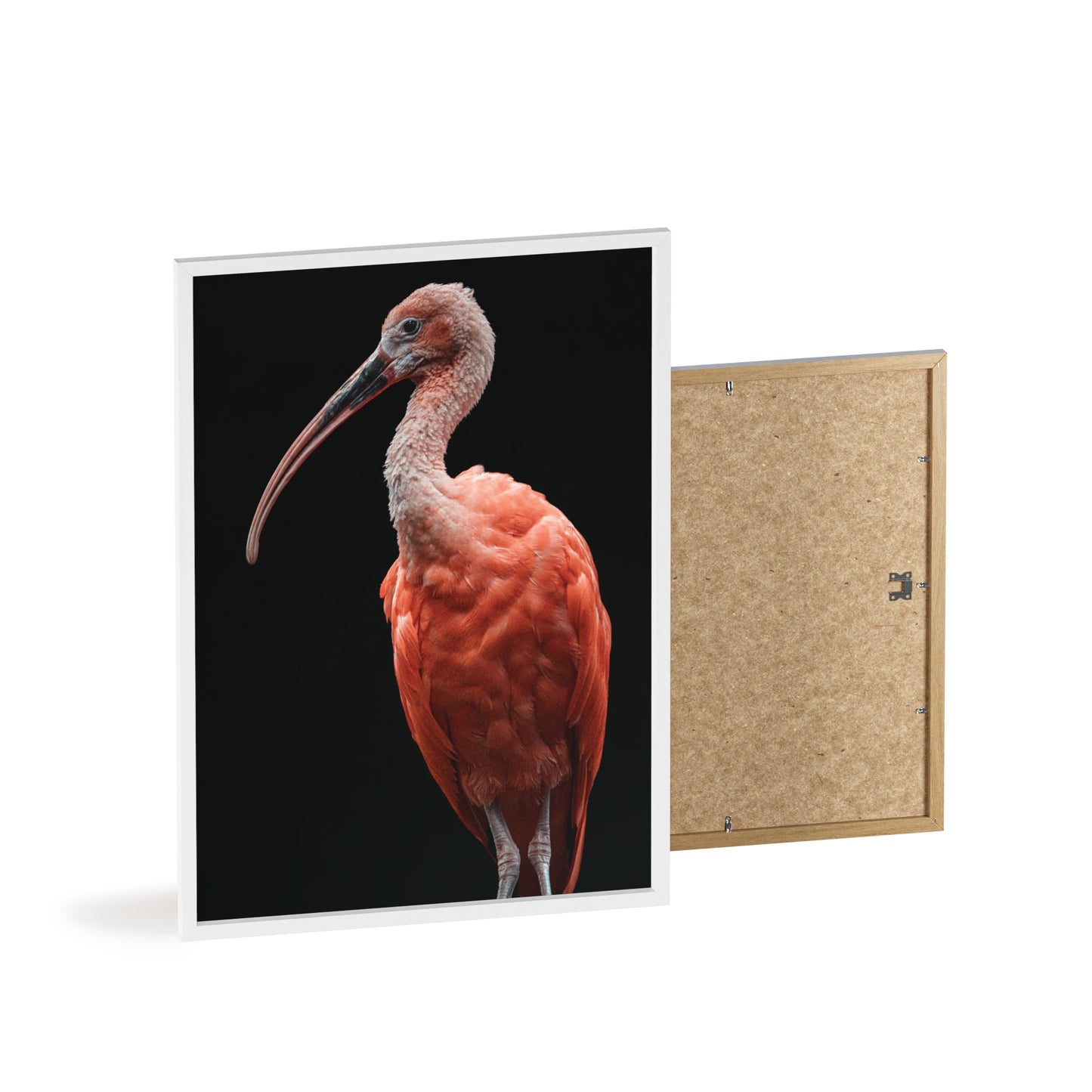 Scarlet Ibis