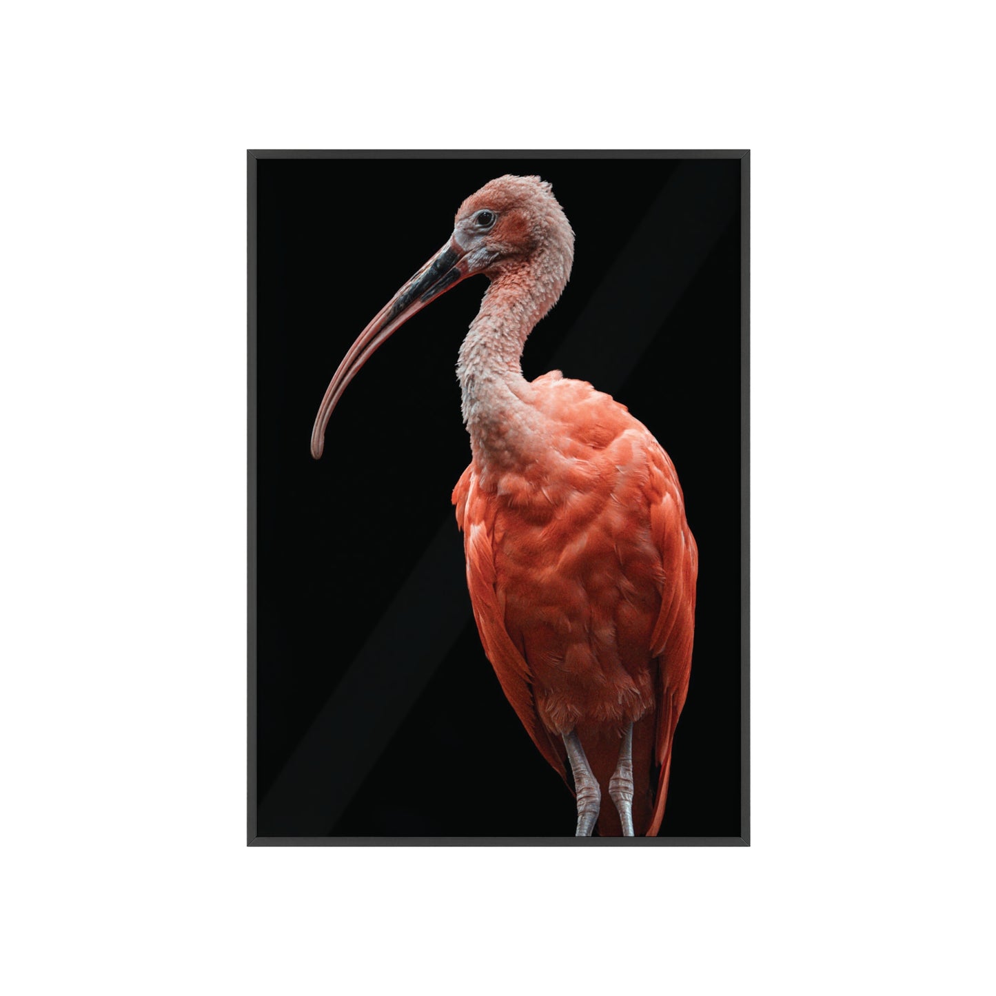 Scarlet Ibis