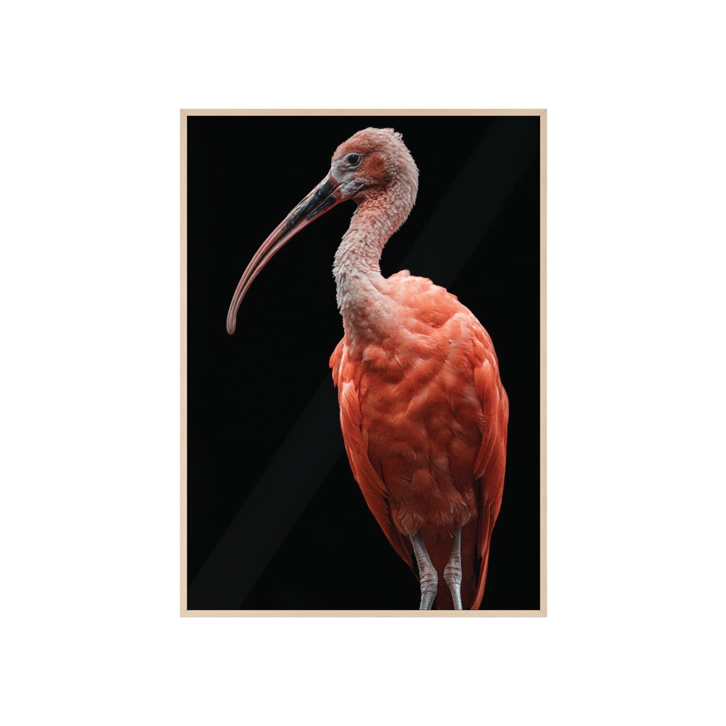 Scarlet Ibis
