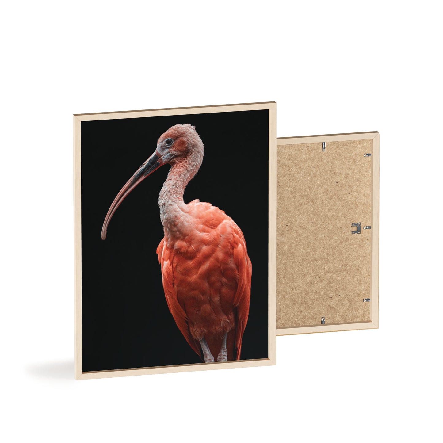 Scarlet Ibis